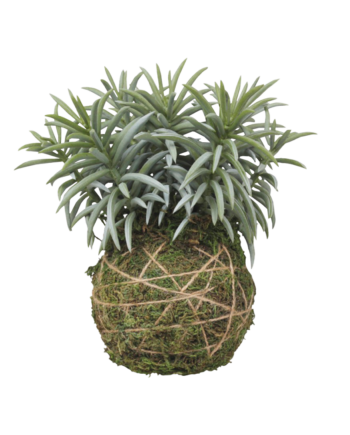 Chic Antique Fleur Moskugle Plante