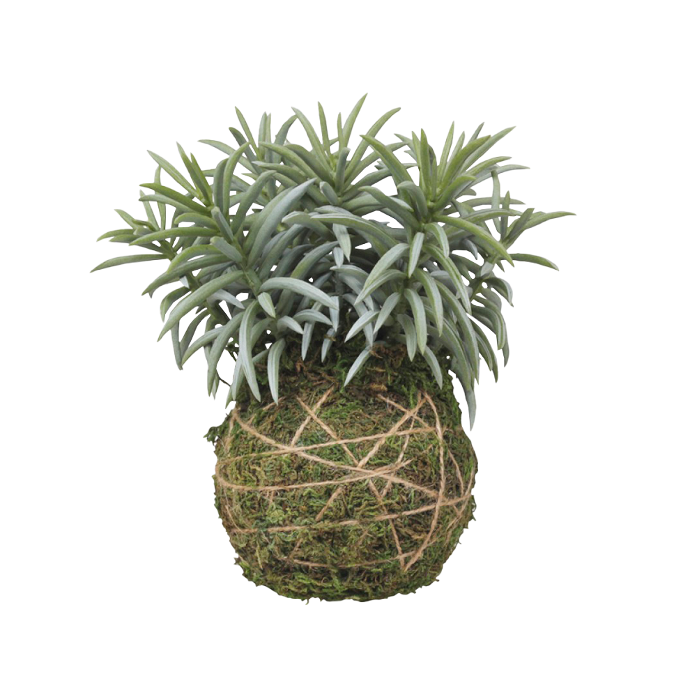 Chic Antique Fleur Moskugle Plante