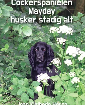 Cockerspanielen Mayday Husker Stadig Alt 2025  Joan Kjølhede Hersø